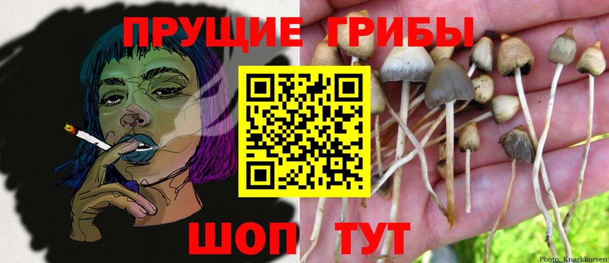 Тосно  Псилоцибиновые грибы GOLDEN TEACHER  наркота  Псилоцибиновые грибы прущие грибы  Вход с VPN 